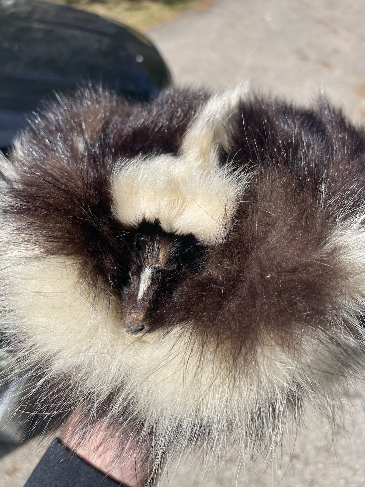 Vintage Skunk Fur Trapper Hat Lined Approx. M-L Size, Taxidermy Vintage Rare