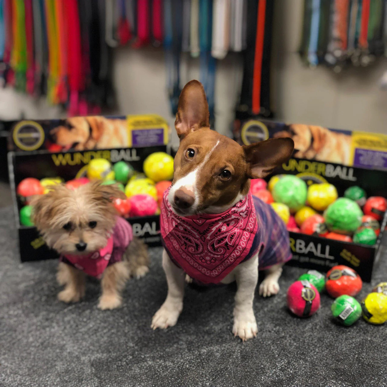 WUNDERball – Best Fetch Toy