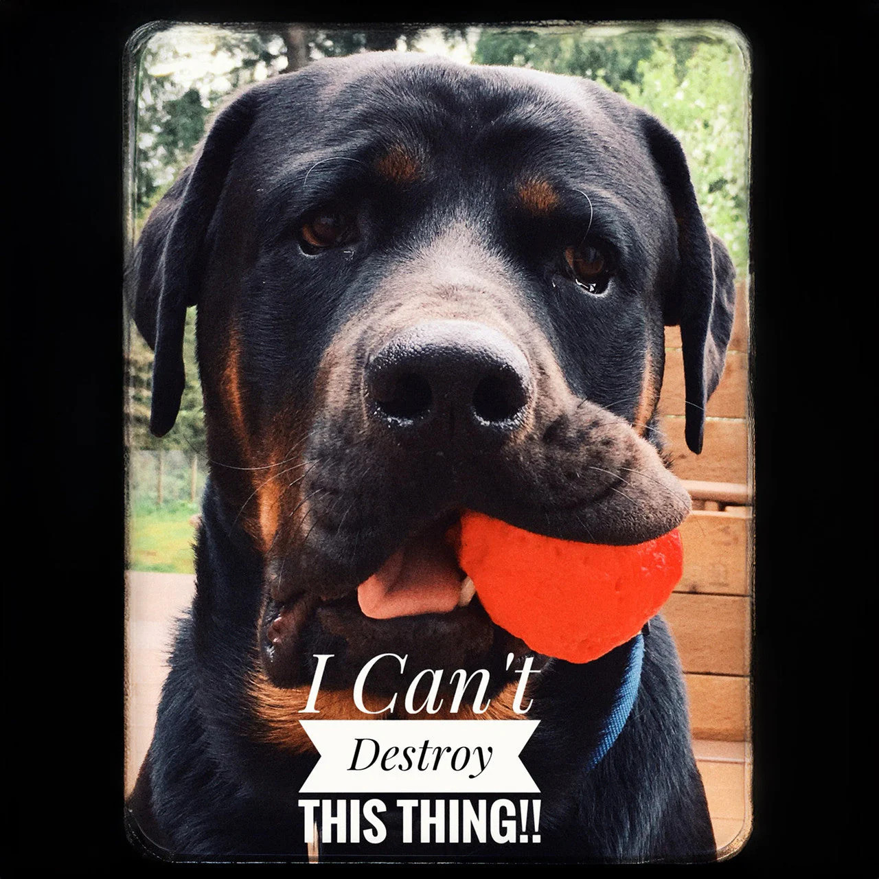 WUNDERball – Best Fetch Toy