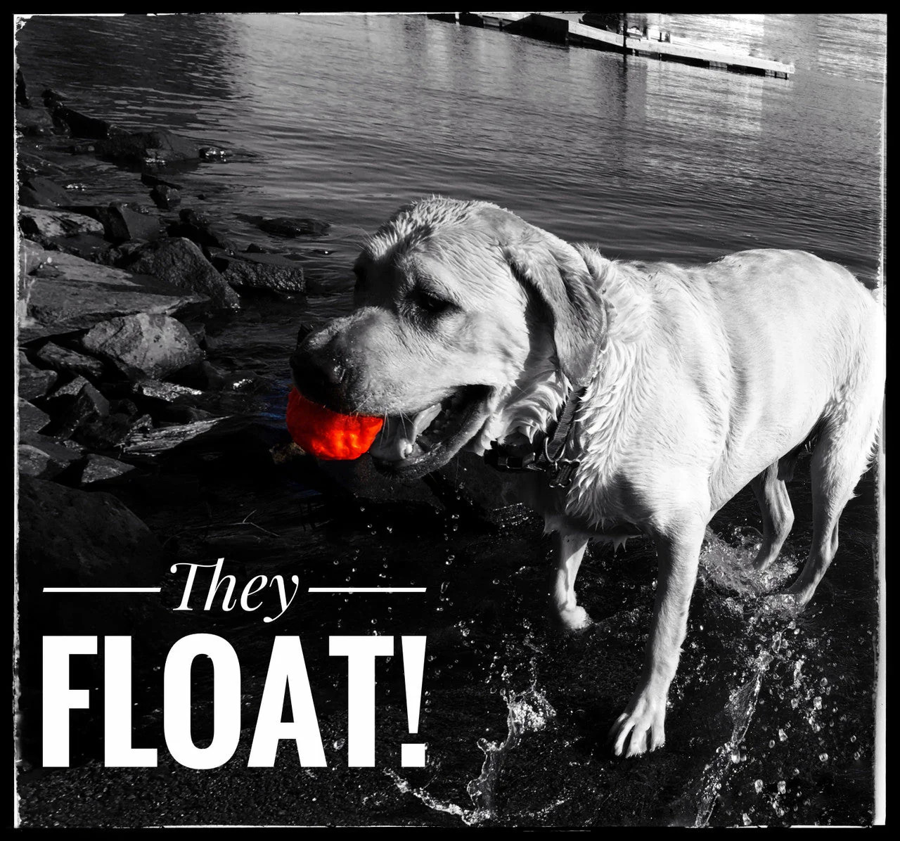 WUNDERball – Best Fetch Toy