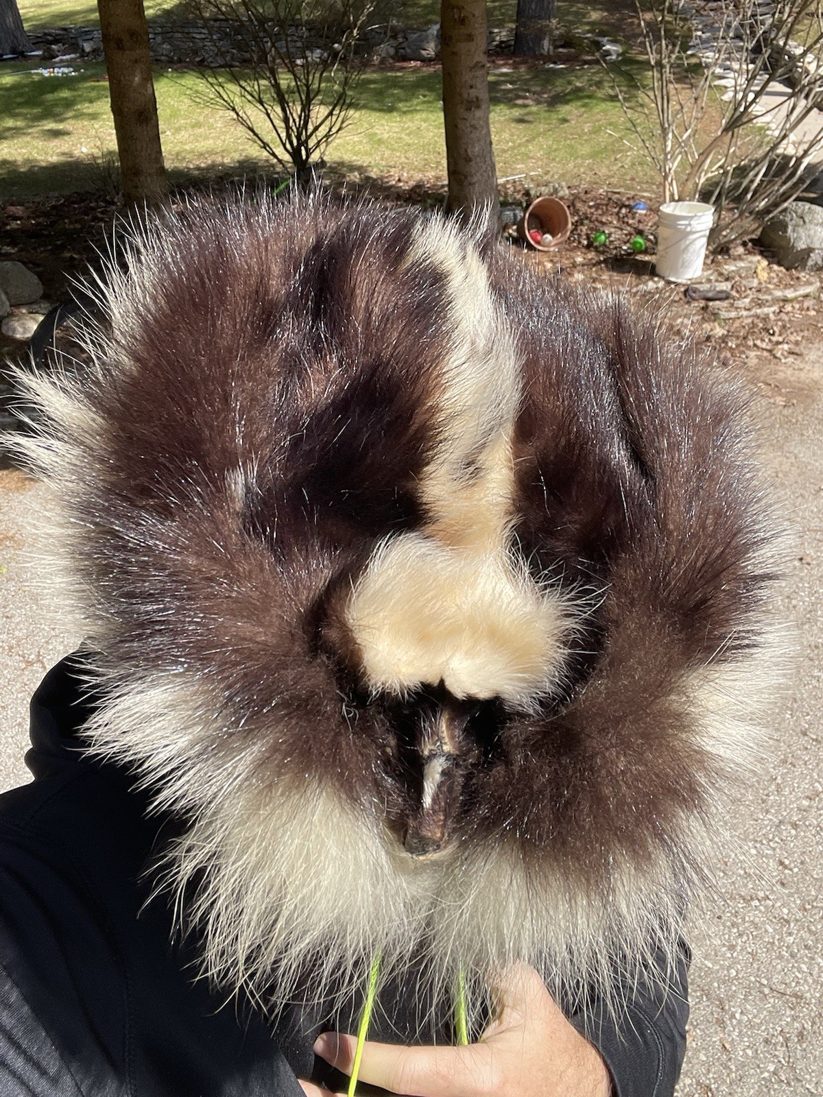 Vintage Skunk Fur Trapper Hat Lined Approx. M-L Size, Taxidermy Vintage Rare